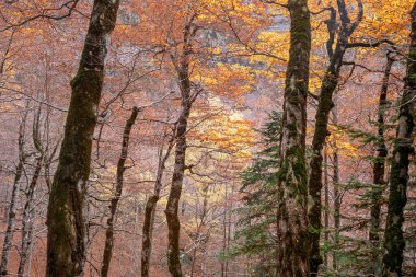 İspanya 'nın Huesca kentindeki Ordesa y Monte Perdido Ulusal Parkı' nda sonbaharda ağaç dallarının dokusu