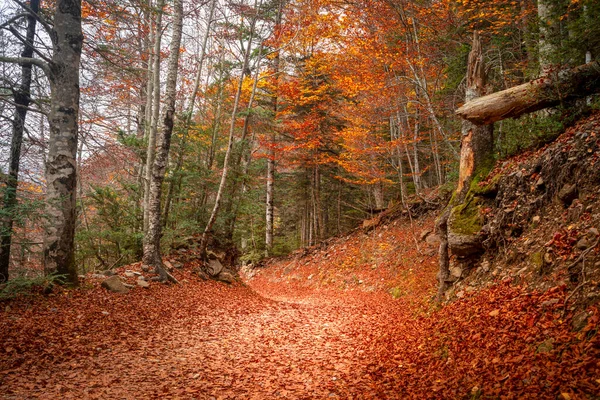 İspanya 'nın Huesca kentindeki Ordesa y Monte Perdido Ulusal Parkı' nda sonbaharda kuru yapraklarla kaplı bir kayın ormanının yolu.