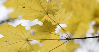 Sarı sonbahar ağacı yaprakları ormanda hafif rüzgarda sallanıyor.