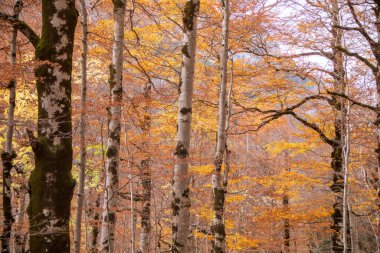 İspanya 'nın Huesca kentindeki Ordesa y Monte Perdido Ulusal Parkı' nda sonbaharda ağaç dalları ve renkli yaprakların dokusu