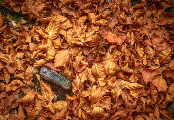 Dry Leaves Ground Autumn Colors Orange Brown Yellow Softly Lit — Stock Photo, Image
