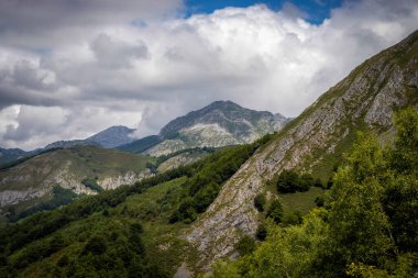 İspanya 'nın Asturias kentindeki Picos de Europa Ulusal Parkı' nın ormanlık arazisinin güneşli ve yaz manzarası