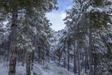Idyllic landscape of a snowy coniferous forest in winter with tall slender trees in an environment full of calm and peace
