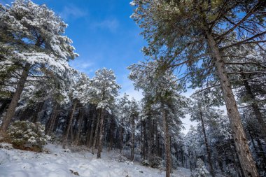 Idyllic landscape of a snowy coniferous forest in winter with tall slender trees in an environment full of calm and peace