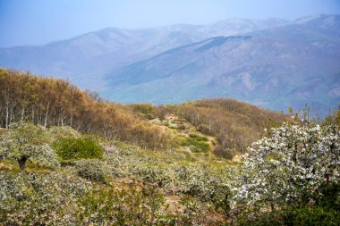 İspanya 'nın Cceres kentindeki Valle del Jerte dağlarının tepesinden manzaralı bir manzara. Arka planda dağlar, yapraksız ağaçlar ve kırsal bir evdeki orman.