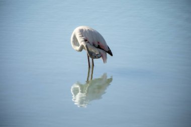 Genç bir flamingonun yatay fotoğrafı zarif bir pozda gölün sığ sularına yansıyor mavimsi bir arka planı var.