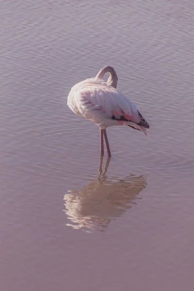 Вертикальная Фотография Молодого Фламинго Отражающегося Мелководье Озера Головой Перьях Розовом — стоковое фото