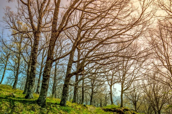 Boslandschap Met Grote Bladloze Loofbomen Een Landelijke Omgeving — Stockfoto