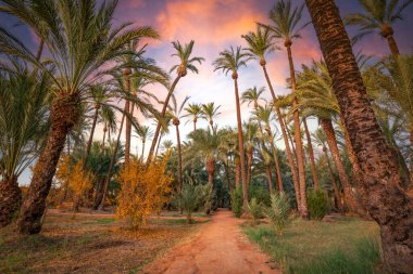 Palmeral de Santiago y Zaraiche İspanya 'nın Murcia şehrinde, gün doğumunda palmiye ağaçları olan bir bahçe.