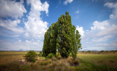 Campo de San Juan 'ın ortasında kavak ağaçları, Moratalla, Murcia Bölgesi, İspanya, yaz ve gün ışığında