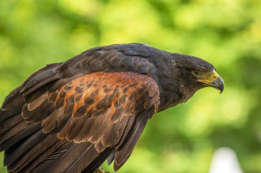 Altın kartal, İber Yarımadası 'nın en büyük yırtıcı kuşu, koyu kahverengi tüyleri ve sarı ve siyah gagasıyla