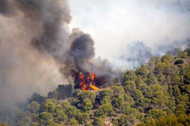 Çam ormanlarındaki bir dağda çıkan yangın, bitki örtüsünü yakan alevlerden kaynaklanıyor.