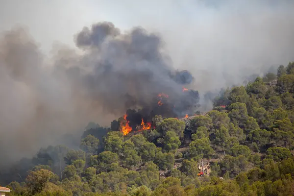 La Alberca, Murcia, İspanya, 1 Ağustos 2024, El Valle doğal parkında saat 17.00 sıralarında yangın ilan edildi..