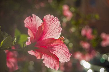 Gün batımında bahçede ışıltılı ve şeffaf pembe amber çiçeği.