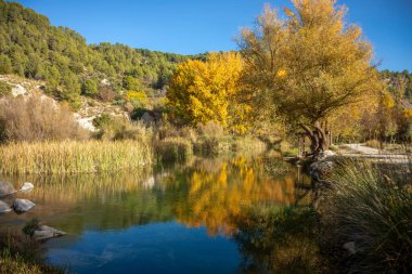 Pozo Alcon, Jaen, Endalucia, İspanya 'daki Büyülü İncir Ağaçları Ormanı' nda sonbaharda ağaçların yansıması görülüyor.
