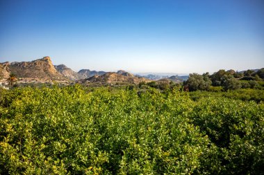 Önünde yeşil limon ağaçları ve derin mavi gökyüzü olan tipik Murcia meyve bahçesinin panoramik manzarası.