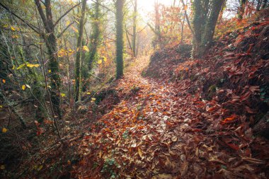 Sonbaharda yapraklarla kaplı yaprak döken bereketli orman Sierra de Gredos, Avila, Castilla y Leon, İspanya