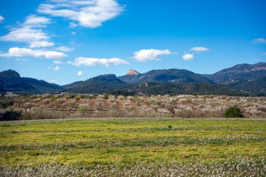 Sierra Espua 'nın kuzey bölgesinde kırsal alan, Murcia bölgesi, badem tarlaları ve arka planda Alto de Pea Rubia