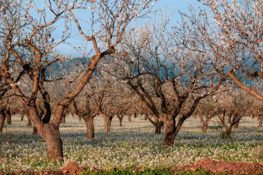 Beautiful view of an almond field with the ground covered in white blossoms in the morning light in the region of Murcia, Spain.