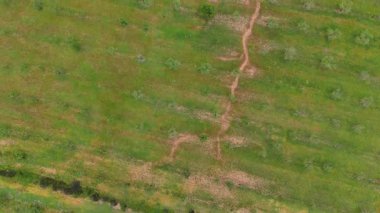 Badem ağaçlarıyla kaplı, Murcia, İspanya 'daki El Valle y Carrascoy Doğal Parkı yakınlarındaki tarım manzarası bahar yağmurlarından sonra yeşil.
