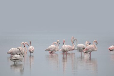 Mar Menor, Cartagena, Murcia bölgesindeki pembe flamingo grubu şafak vakti huzurlu ve huzurlu bir ortamda.