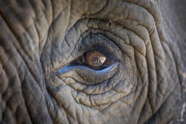 Asya 'da, Tayland' da kameraya bakan bir Asya filinin gözünün yakın çekimi.