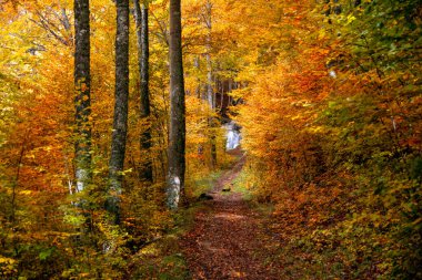 İspanya 'nın Navarra şehrinde sonbaharın ortasında, arka planda bir şelale bulunan güzel ve renkli bir kayın ormanının içinden geçen yol.