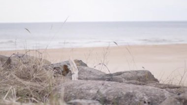 Deniz Burnu 4K videosu. Baltık Denizi 'nin taşları ve kumlu sahilleri