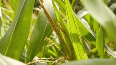 Mısır tarlası arka planı. Tarım kavramı