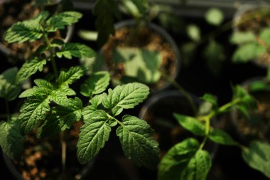 Üst manzara domates bitkileri. Yaz sebze ekimi. Sera bahçe işleri.