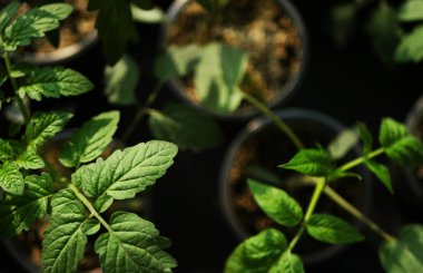 Üst manzara domates bitkileri. Yaz sebze ekimi. Sera bahçe işleri.