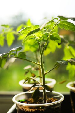 İçeride yetişen domates bitkisini kapatın.
