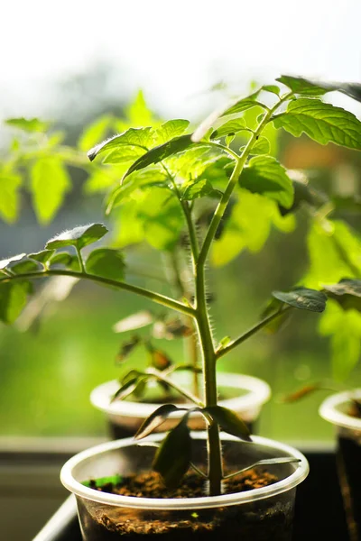 İçeride yetişen domates bitkisini kapatın.