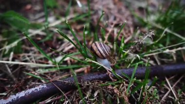 Bahçedeki salyangoz. Yağmurlu hava