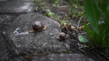Bahçedeki salyangozlar. Yağmurlu hava