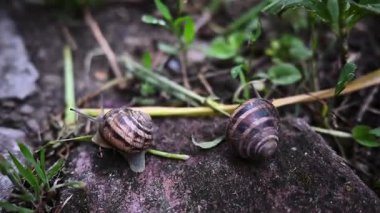 Bahçedeki salyangozlar. Yağmurlu hava