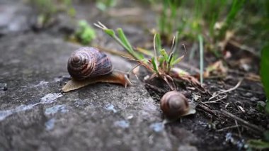 Bahçedeki salyangozlar. Yağmurlu hava