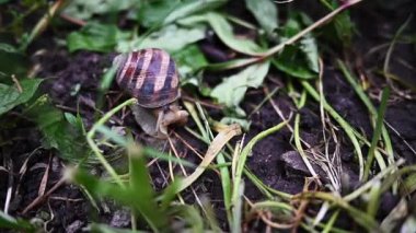 Bahçedeki salyangoz. Yağmurlu hava