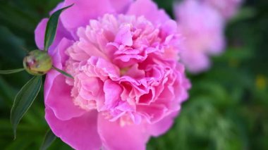 Bahçedeki şakayık çalıları. Yaz çiçekleri açıyor.