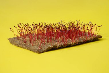 Amaranth microgreens grow on a linen rug. Red sprouts of amaranth on a yellow background. Selective focus. Close-up. Healthy food. Bad seedlings.