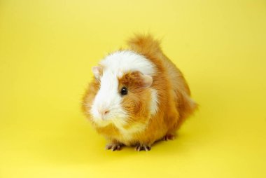 ginger-white abyssinian guinea pig on a yellow isolated background sits sideways. photo for pet shop, site and school.