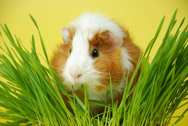 A rosette of a guinea pig on a yellow background is surrounded by greenery. Fluffy cute guinea pig ginger and white color eats green grass on a colored background.