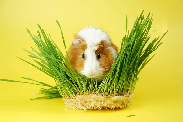 A rosette of a guinea pig on a yellow background is surrounded by greenery. Fluffy cute guinea pig ginger and white color eats green grass on a colored background.