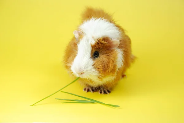 stock image ginger-white Abyssinian guinea pig with a blade of grass in his mouth, sits sideways on a yellow isolated background. photo for pet shop, site and school.