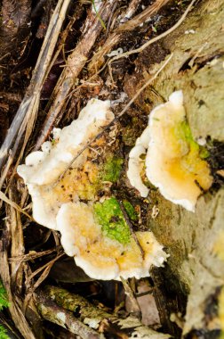 Düz tepeli Ganoderma mantarları çürüyen yaşlı bir ağacın üzerinde yetişiyor..