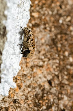 Açık kahverengi Gymnetis Lanius böceği düz sırtlı ve benekli kanadı sert beton bir kaldırımda, kıllı bacakları yana doğru yayılmış ve başını yere doğru uzatmış..