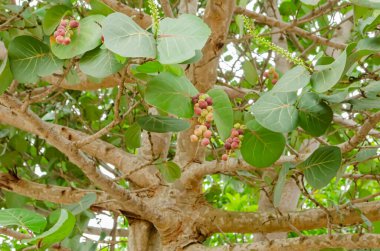 A sea grape tree with thick foliage of large round leaves has bunches of small ripe and unripe fruits. clipart