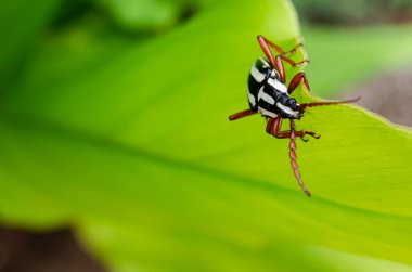 Bu, Elateropsis lineata olarak bilinen siyah beyaz uzun boynuzlu böceğin başı.