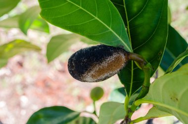Jackfruit çiçeği siyah rhizopus çürük mantar hastalığıyla kaplıdır..