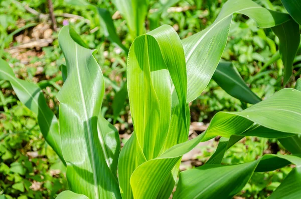 Das Dünne Lange Blatt Der Spitze Der Maispflanze Beugt Sich — Stockfoto